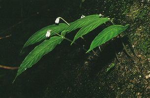 Argostemma siamense, each individual reduced to one big leaf and a small opposite one, the fleshy stem arising from a tiny tuber fixed to the rock, Khao Chamao NP, Rayong, Thailand