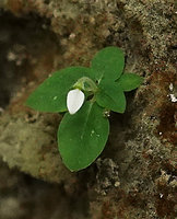 Argostemma timorense, inflorescence reduced to a single flower, Bantimurung, South Sulawesi