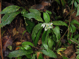 Argostemma spinulosum, inflorescence and downwards bending maturing infructescence, unusual in the genus, Fraser&#039;s Hill, Malaysia