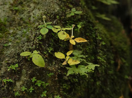 Argostemma timorense, mixed aged population of individuals issued from tiny tubers fixed in cracks of limestone rocks, Bantimurung, South Sulawesi