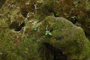 Argostemma timorense on limestone mossy rocks, one of the smallest erect forest understory Angiosperm, Bantimurung, South Sulawesi