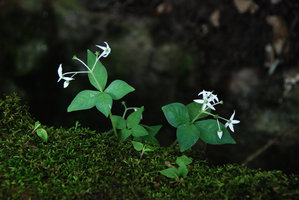 Argostemma stellatum, multi flowered individuals, Khao Yai NP, Thailand
