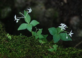 Argostemma stellatum, multi flowered individuals on mossy rock, Khao Yai NP, Thailand