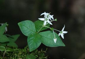Argostemma stellatum, multi flowered inflorescence, Khao Yai NP, Thailand