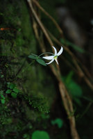 Argostemma stellatum, one flowered individual, Khao Yai NP, Thailand