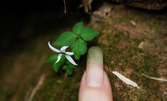 Argostemma stellatum, scale, Khao Yai NP, Thailand