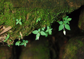 Argostemma stellatum, single flowered individuals emerging from small tubers fixed on vertical mossy rock, Khao Yai NP, Thailand