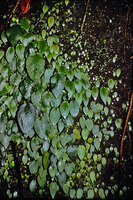 Argostemma unifolium, dense population on vertical seeping rock, each plant producing a single leaf, whatever its age and size, Penang Hill, Malaysia
