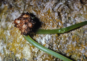 Argostemma unifolium, tuberous base of each stem producing a single foliage leaf, the tuber being probably a branched root system, Penang Hill, Malaysia