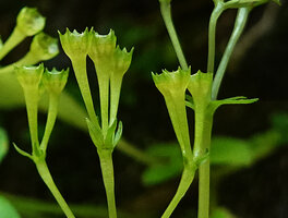 Argostemma verticillatum, close up of the erect fleshy cup shaped capsules made of the gamosepalous calyx lobes, Pai, Thailand