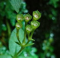 Argostemma verticillatum, mature rain splash fleshy capsules, the tiny seeds already expulsed with rain drops, Pai, Thailand