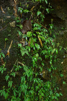 Argostemma verticillatum, population on a vertical seeping rock face, Pai, Thailand