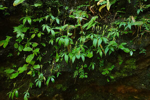 Argostemma verticillatum, population with mature erect fruits at the end of the monsoon season on a vertical limestone seeping rock face, Pai, Thailand
