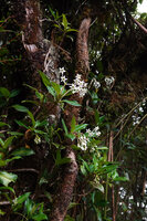 Argostemma yappii, epiphytic in the mossy forest, Cameron Highlands, Malaysia