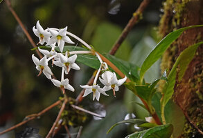 Argostemma yappii, inflorescence, Cameron Highlands, Malaysia