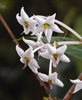 Argostemma yappii, Solanum like flowers with upward recurvrd beak of stamens, Cameron Highlands, Malaysia