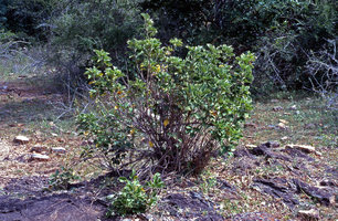 Argyreia cf. cuneata, much branched shrubby species, Mudumalai NP, Tamil Nadu, India