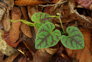 Argyreia siamensis, green iridescent leaves with purple markings along the main nerves, Phae Muang Phee canyon, Phrae, Thailand