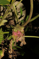 Argyreia wallichii, nodding inflorescence with bright large pink bracts, Mount Popa, Mandalay, Myanmar