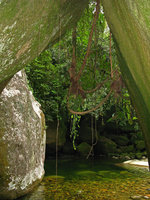 A Rhipsalis hanging as epiphyte above a forest stream, Sierra dos Orgaos, Brazil