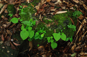 Ariopsis protanthera and Argostemma ebracteolatum, populations on limestone mossy rock, Phou Hin Poun, Khammouane, Laos