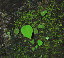 Ariopsis protanthera, Begonia cf. saxifragifolia and juvenile Argostemma cordatum, three monophyllous species growing side by side on vertical shaded karst, Phou Hin Poun NBCA, Khammouane, Laos