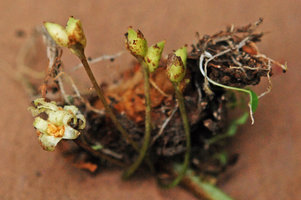 Ariopsis protanthera, each dehiscent fleshy capsular fruit issued from one female flower, Hinboun, Laos