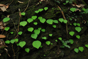 Ariopsis protanthera, population detail on a vertical limestone rock, Hinboun, Laos