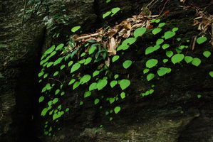 Ariopsis protanthera, population on a vertical limestone rock, Hinboun, Laos
