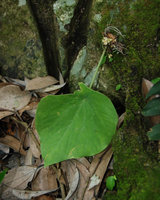 Ariopsis protanthera, single leaved individual and basal tiny mature infructescences on a vertical mossy limestone rock, Hinboun, Khammouane, Laos