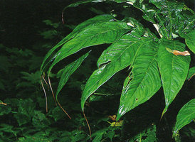 Arisaema erubescens, long acuminate leaflets form, Doi Inthanon, Thailand