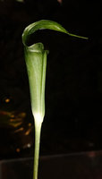Arisaema omkoiense, inflorescence, Phu Hin Rong Kla NP, Phitsanulok, Thailand