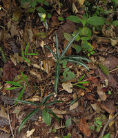 Arisaema scortechinii, leaves with central silver band and inflorescence, Fraser&#039;s Hill, Malaysia