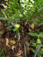 Arisaema scortechinii, spatha seen from above, Fraser&#039;s Hill, Malaysia