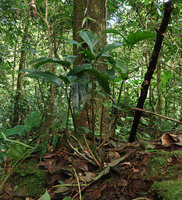 Arisaema omkoiense, a rhizomatous species, Phu Hin Rong Kla NP, Phitsanulok, Thailand