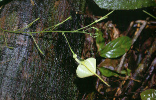 Aristolochia flava, now probably extinct, Petit Saut dam, French Guyana