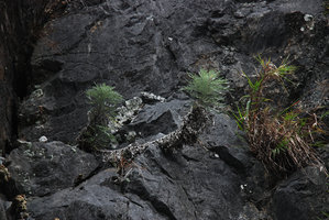 Artemisia, Taroko, Taiwan