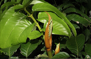 Artocarpus anisophyllus, stem apex protected by the large embracing stipule, Sepilok FR, Sabah, Borneo