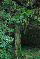 Arundo formosana, East coast, Taiwan