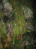 Arundo formosana hanging from a dripping rock, mountains around Taipeh, Taiwan