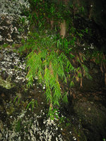 Arundo formosana hanging from a shaded dripping rock, mountains around Taipeh, Taiwan