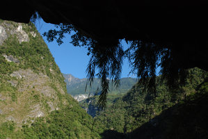 Arundo formosana hanging from a vertical marble cliff, Taroko, Taiwan