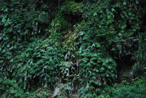 Arundo formosana, Road, Taroko, taiwan