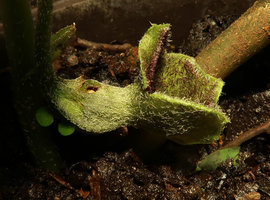 Asarum balansae, flower, lateral view