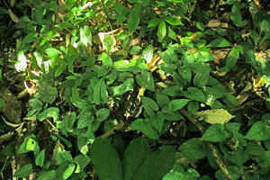 Asarum balansae, vegetative population carpeting the karst forest floor with Piper sp., Ba Be NP, Vietnam