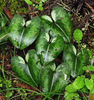 Asarum cf. tamaense, &#039;Silver Ears&#039;, Yamaguchi, Japan