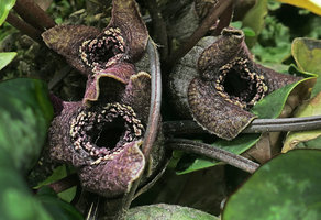 Asarum cf tamaense flowering on the vertical garden, Shinkansen station, Yamaguchi, Japan