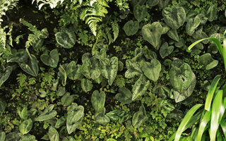 Asarum sp;, different leaf colour forms on the vertical garden, Shinkansen station, Yamaguchi, Japan