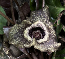 Asarum splendens flower at SPG Amandolier, Geneva