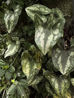 Asarum splendens leaves at SPG Amandolier, Geneva